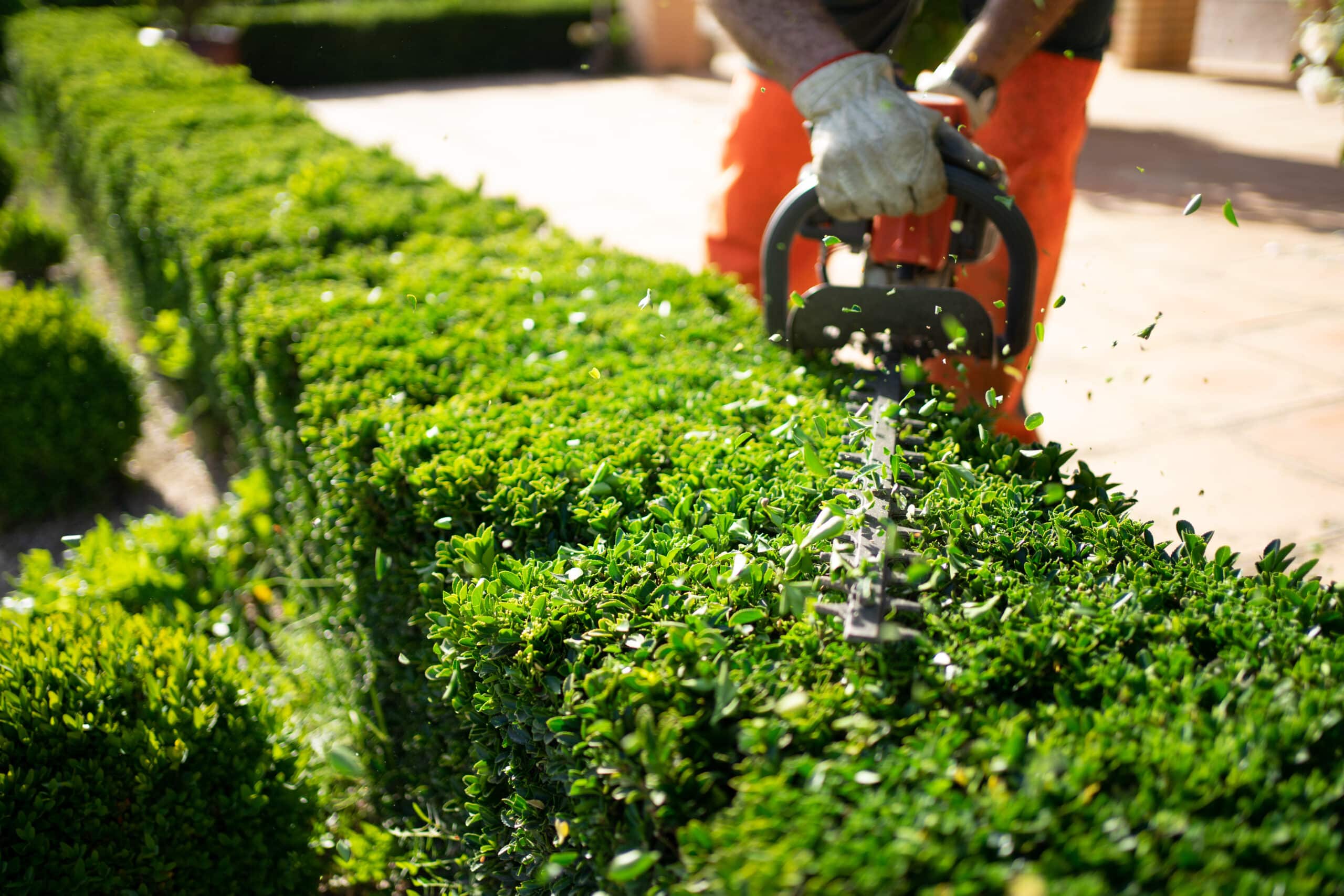 Jardinier coupant une haie verte luxuriante avec un taille-haie électrique, des feuilles volent. Entretien de jardin ensoleillé.